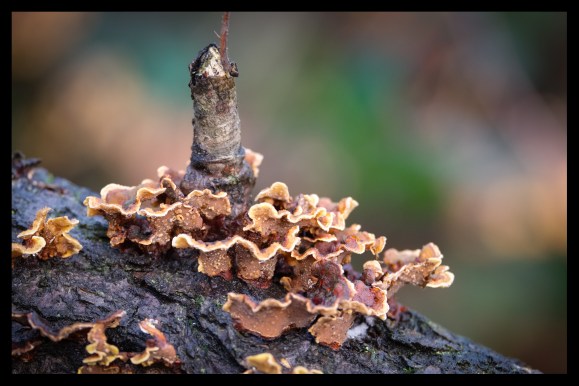 iridient-first-tries-3