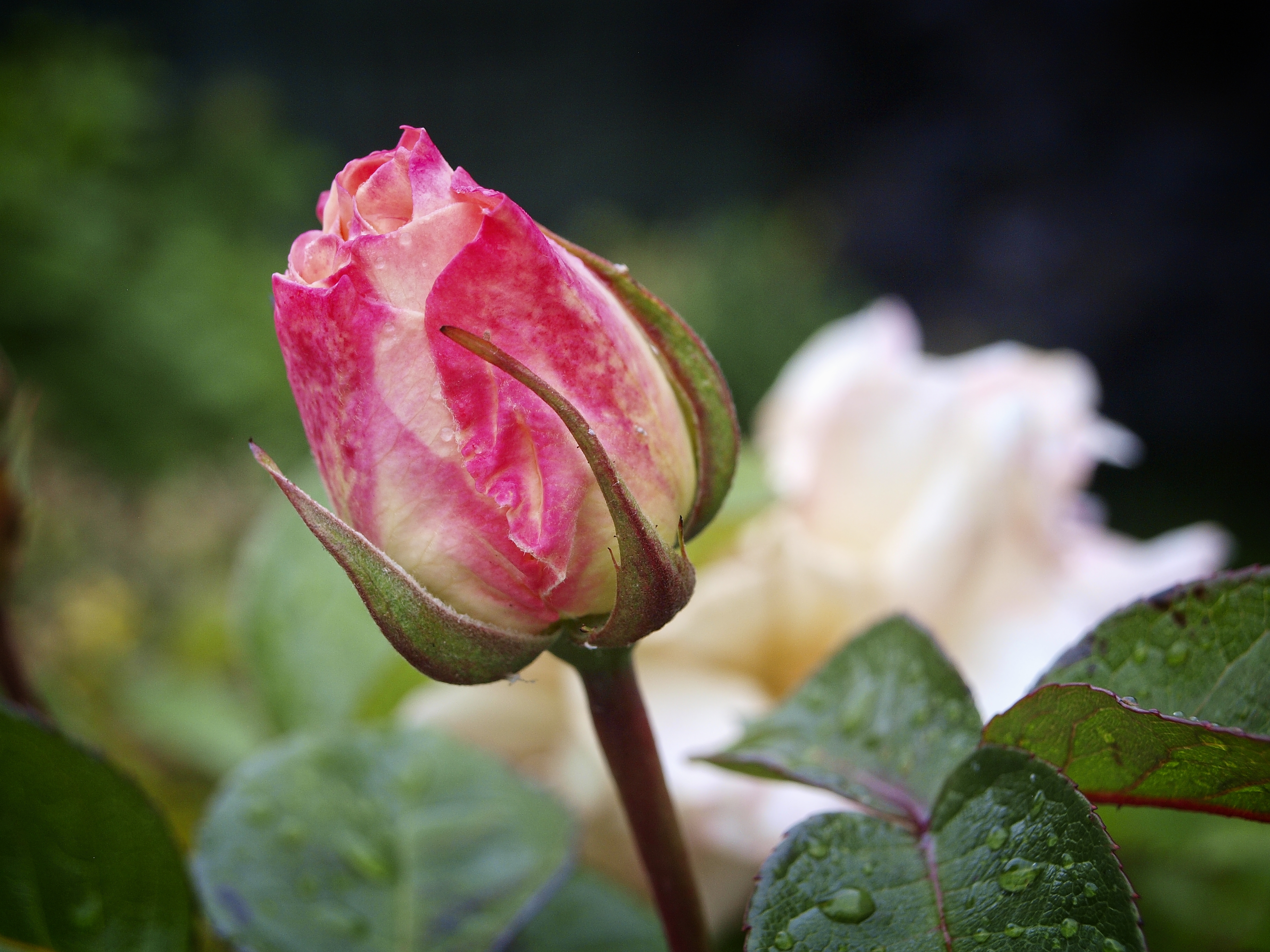 OLYMPUS DIGITAL CAMERA